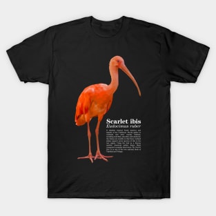 Scarlet ibis tropical bird white text T-Shirt